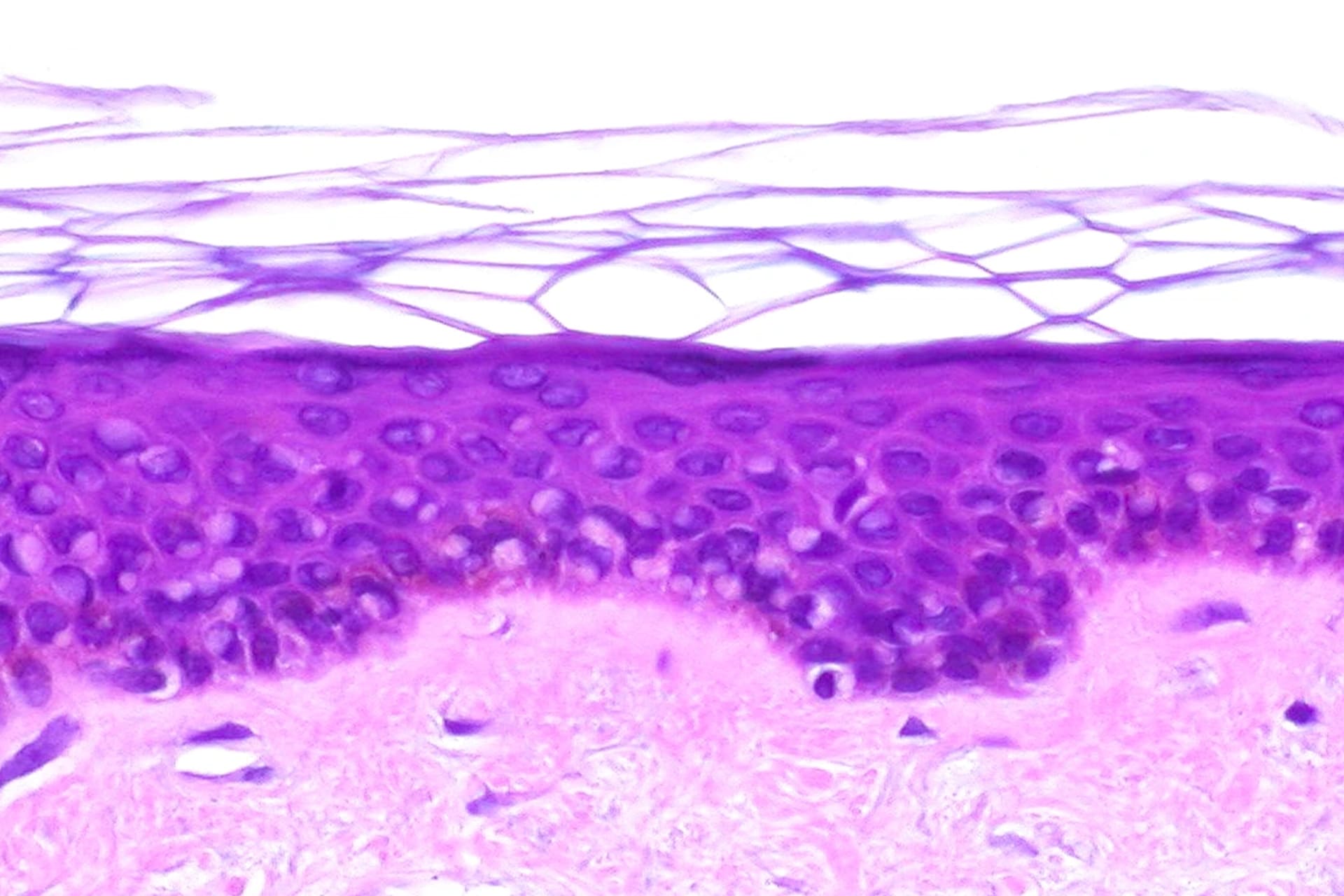 Adalin Beauty Cosmética Coreana en España